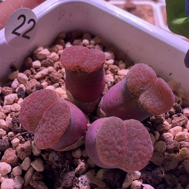 22号风铃一物一拍