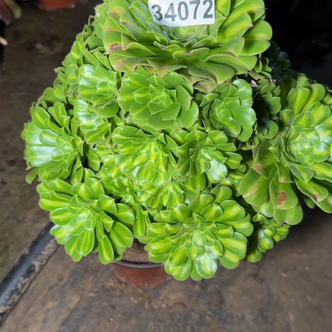 34072琉璃多肉植物