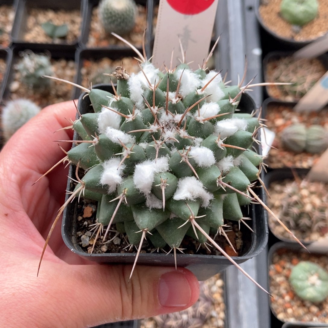 实生雪顶狂刺瓦格纳乳突6.7cm