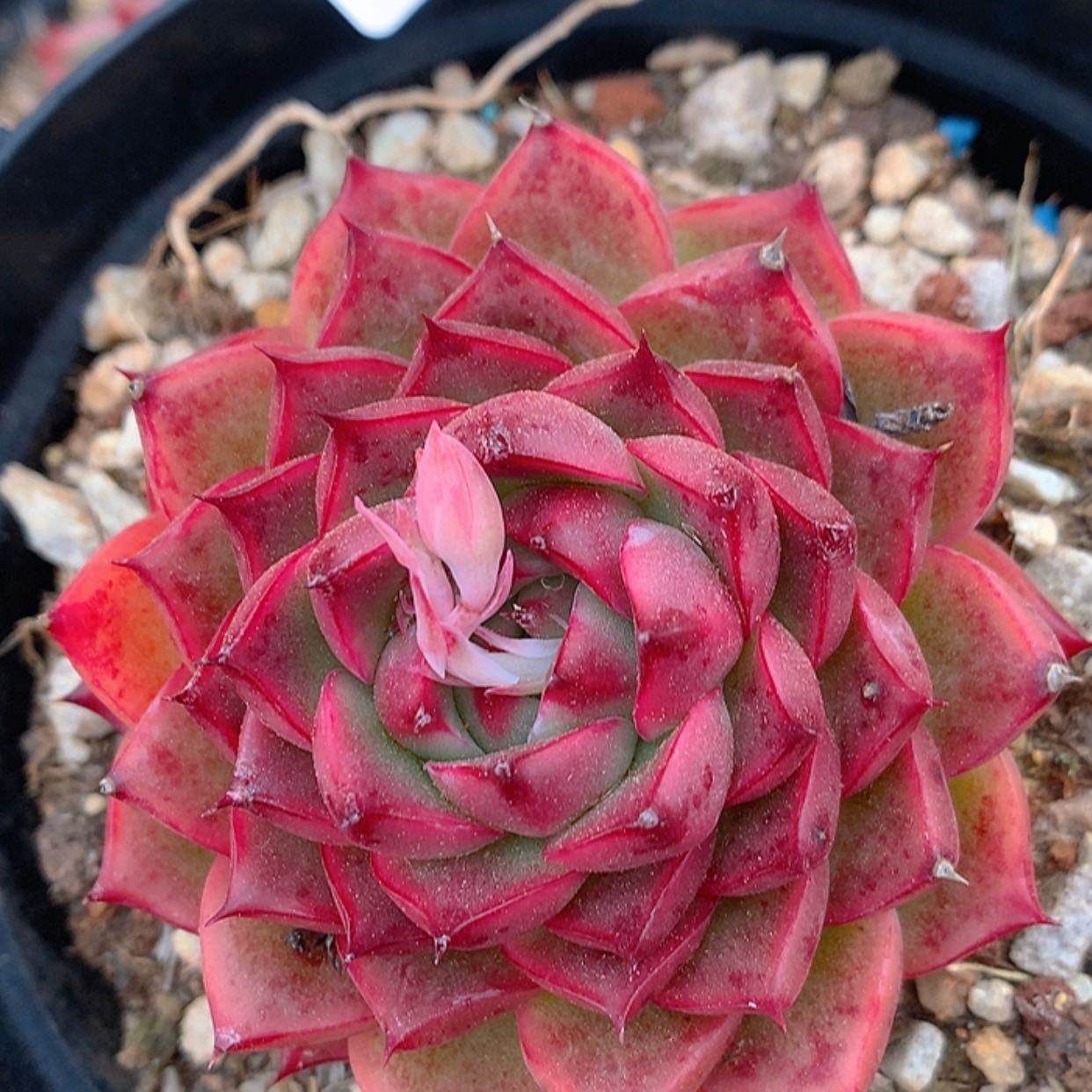 【闪购商品】云336