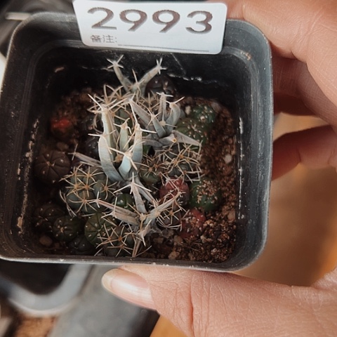 2993仙人球小苗的直播