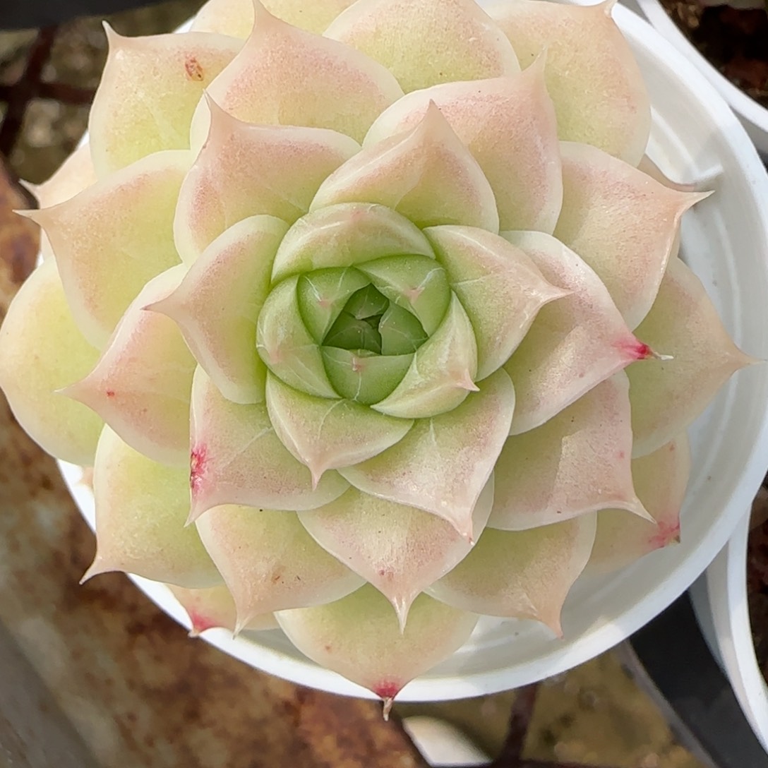 花语逸镜0214-162