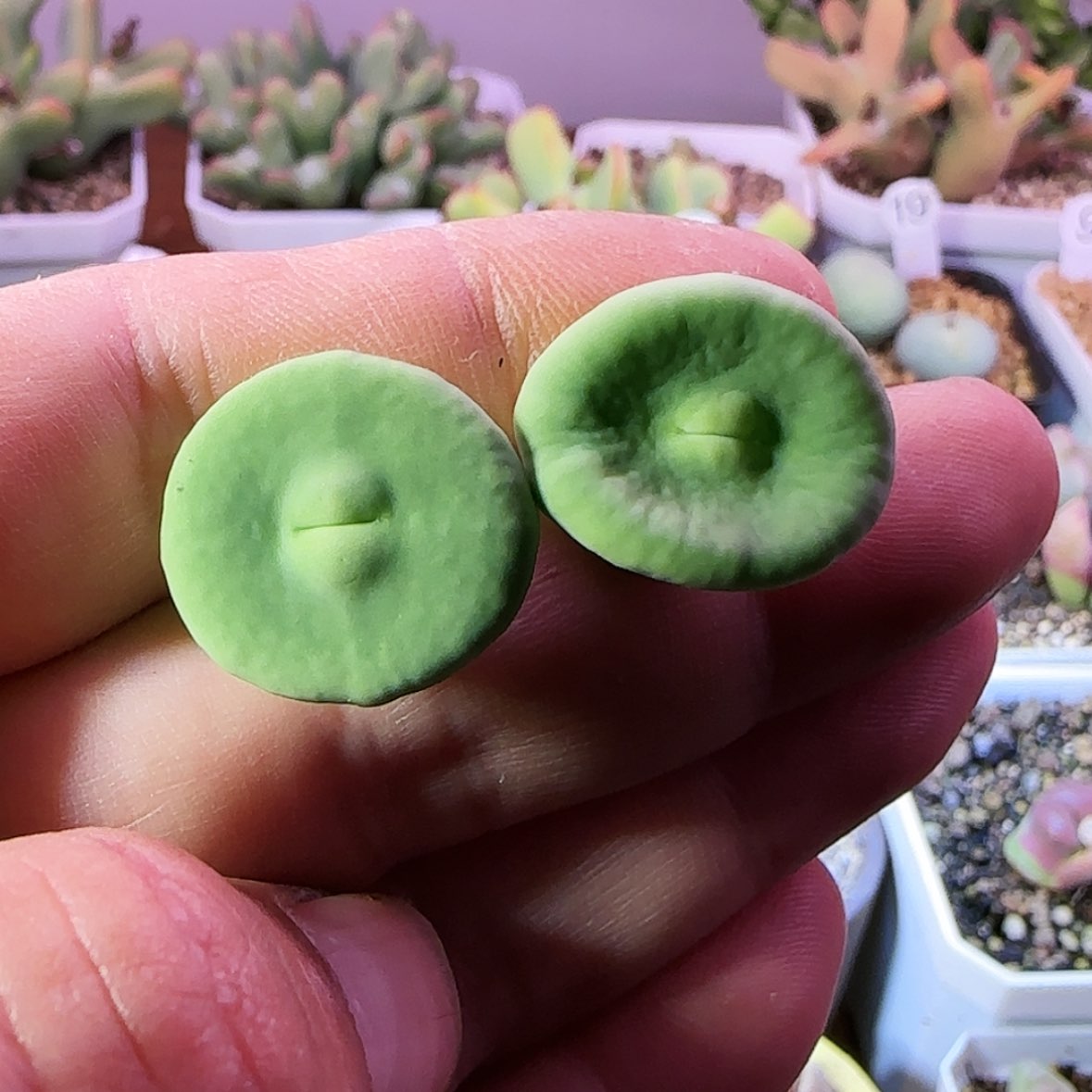 【闪购商品】大型嘟嘟嘴两颗母本