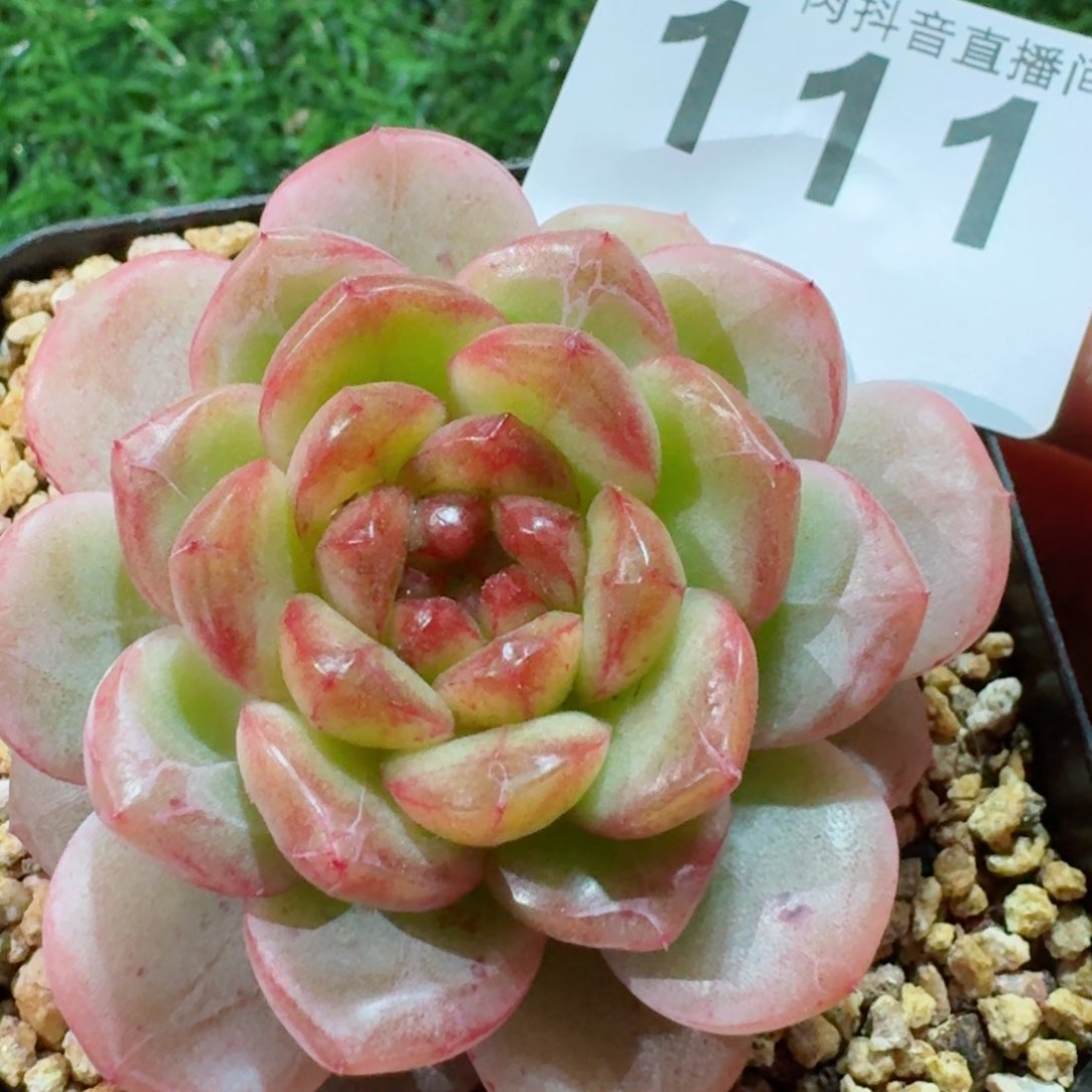 甜心母本         精品多肉