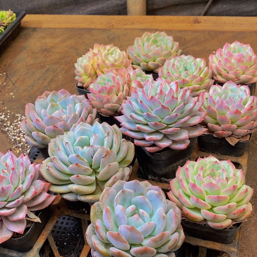 903多肉酱面的做法大全怎么样