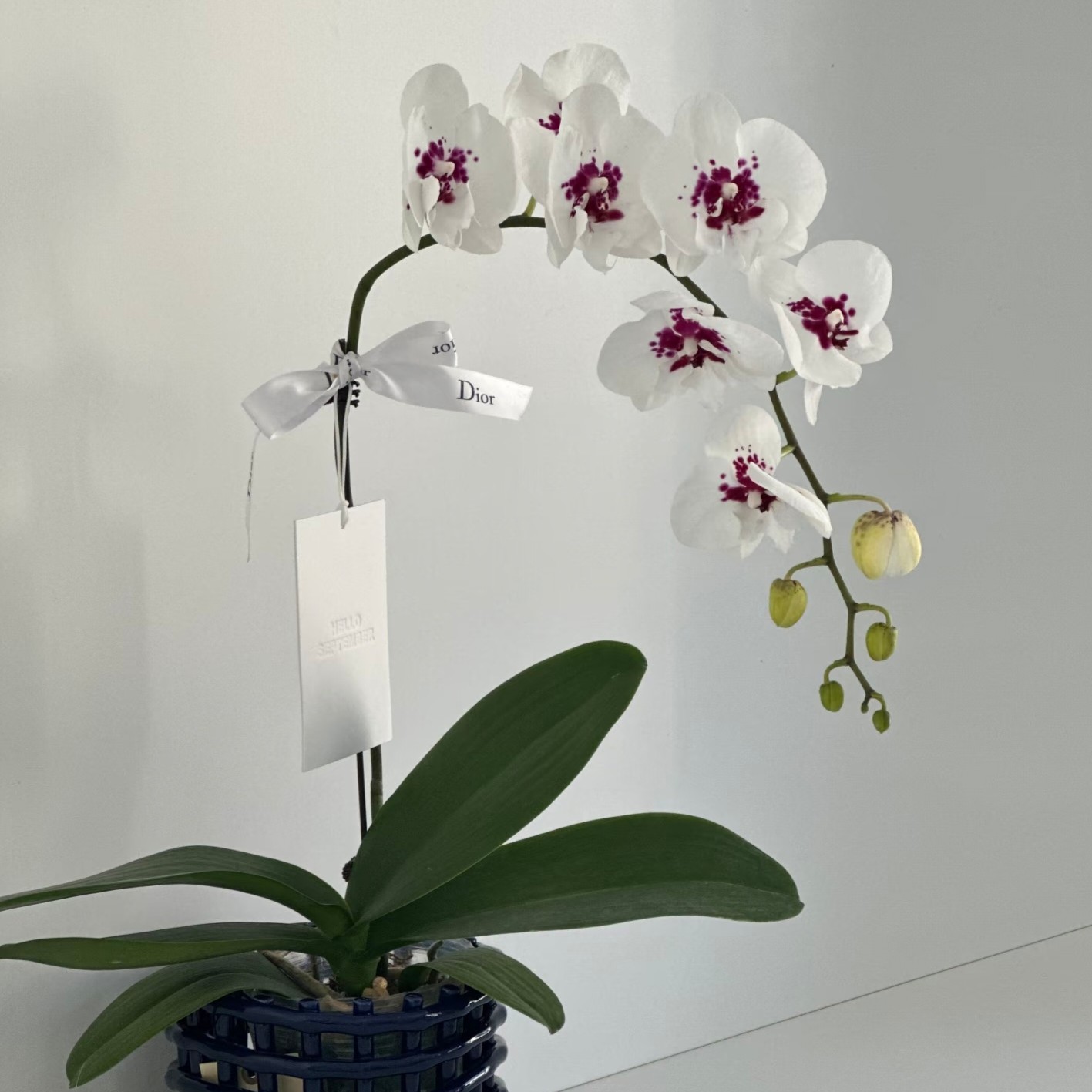 蝴蝶兰（踏雪寻梅）3.0寸稀有品种带两个花剑（叶子开裂介意勿拍）