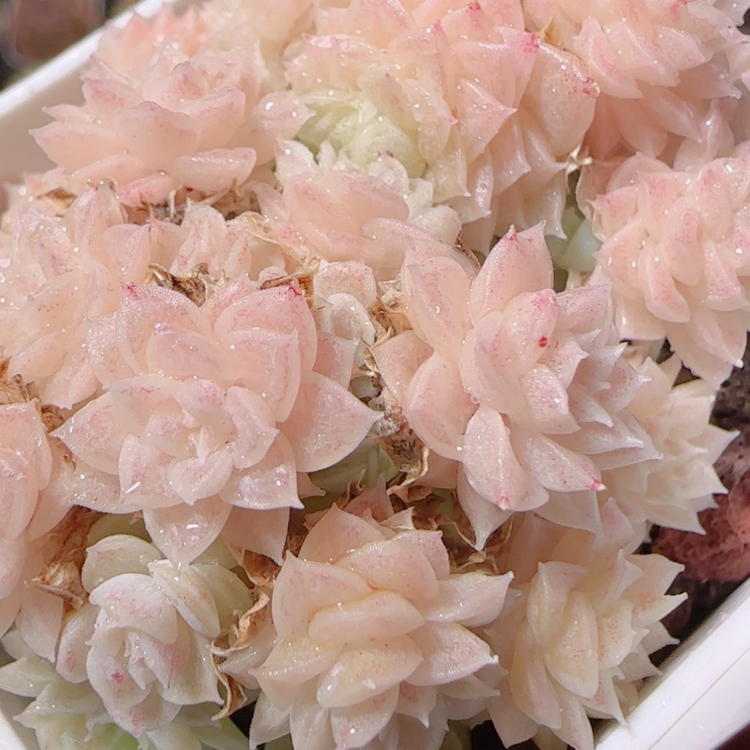 花语多肉1203-08开播福利散