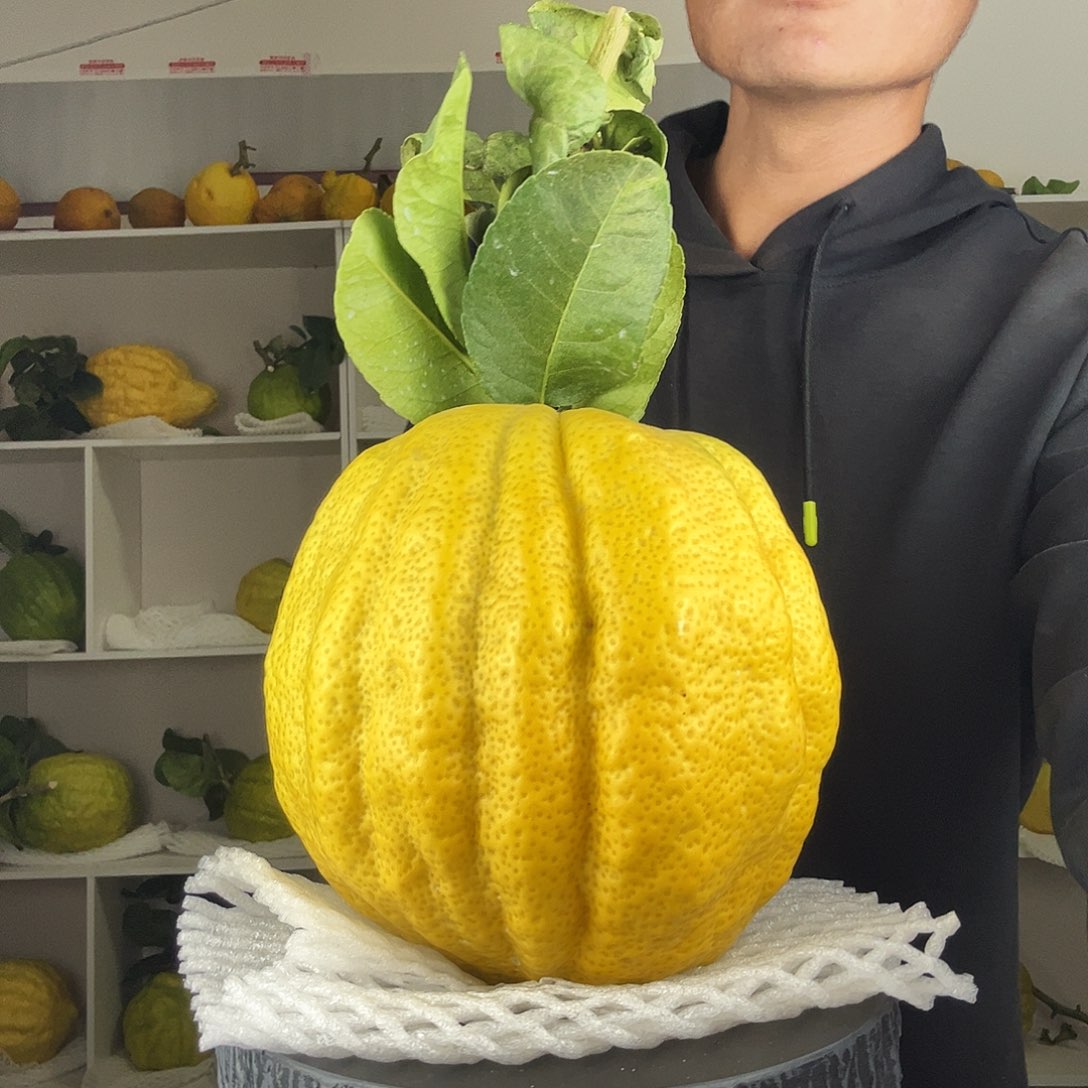 陈***梅香水柠檬云南高山大香橼