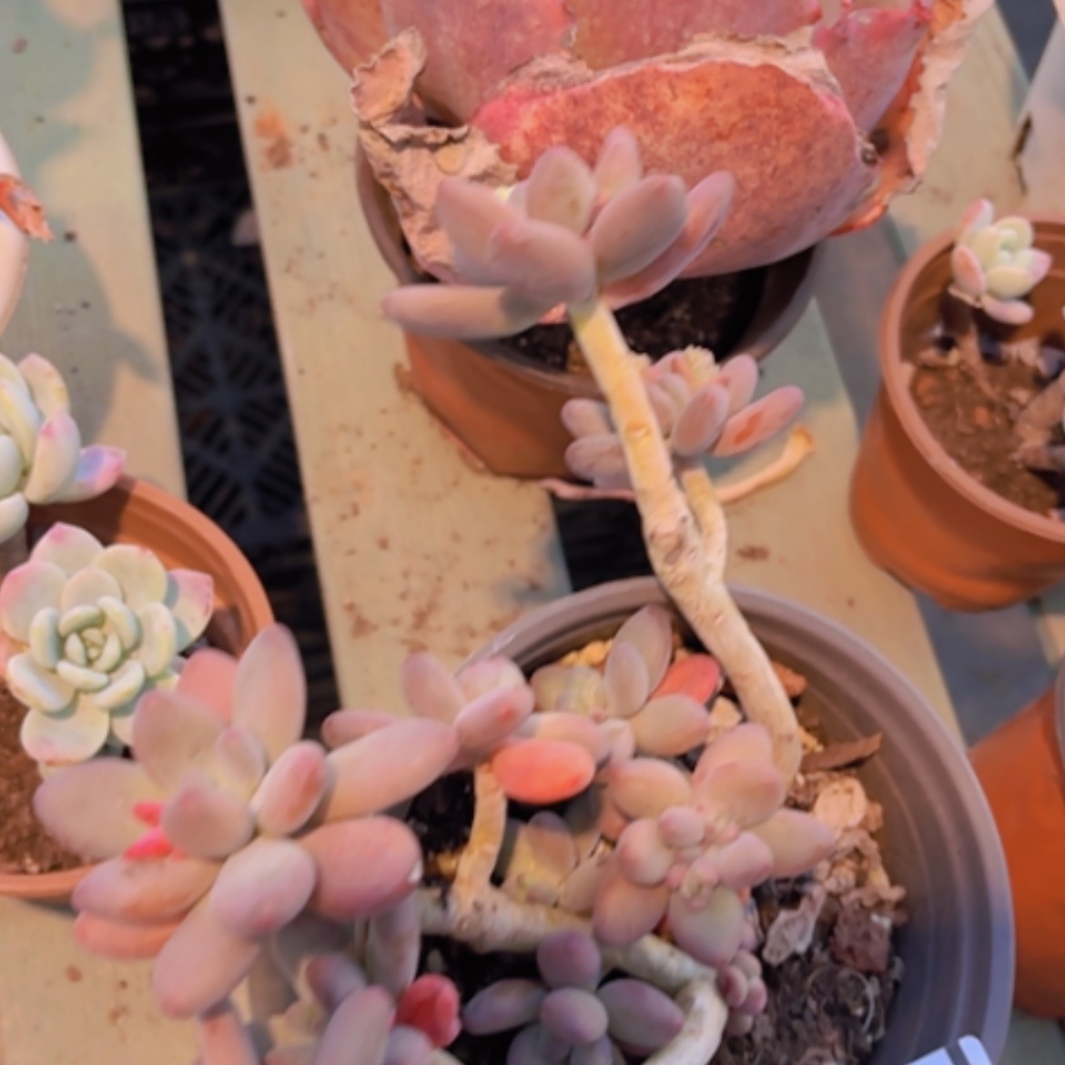 【闪购商品】苹果奶15310