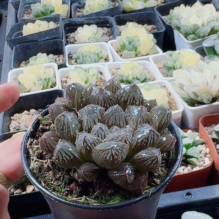 无花朵十二卷 实生寿 福利
