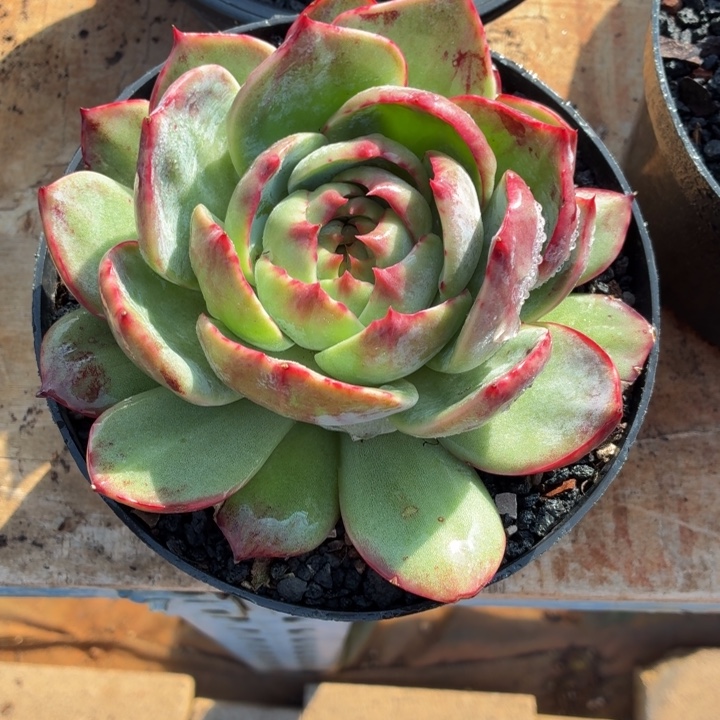 天***亿惊鸿仙子（瑕疵 断叶）-4