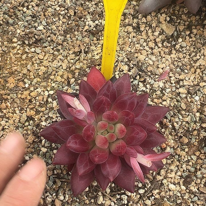 虞美人一物一拍914