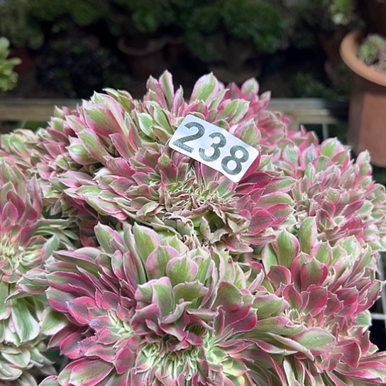 大***渔多肉植物一个女巫238