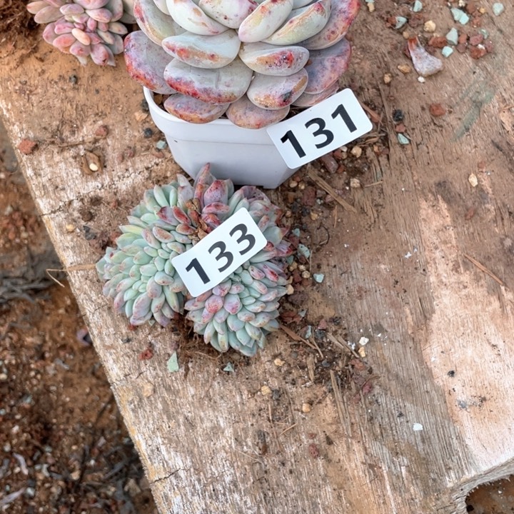 爱****?多肉植物一物一拍