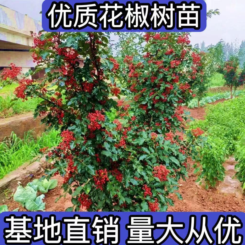 大红袍花椒树苗藤椒麻椒青椒苗南北方种植盆栽地栽花椒苗当年结果