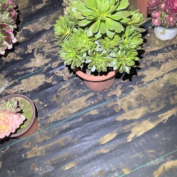 法师链接一物一拍61