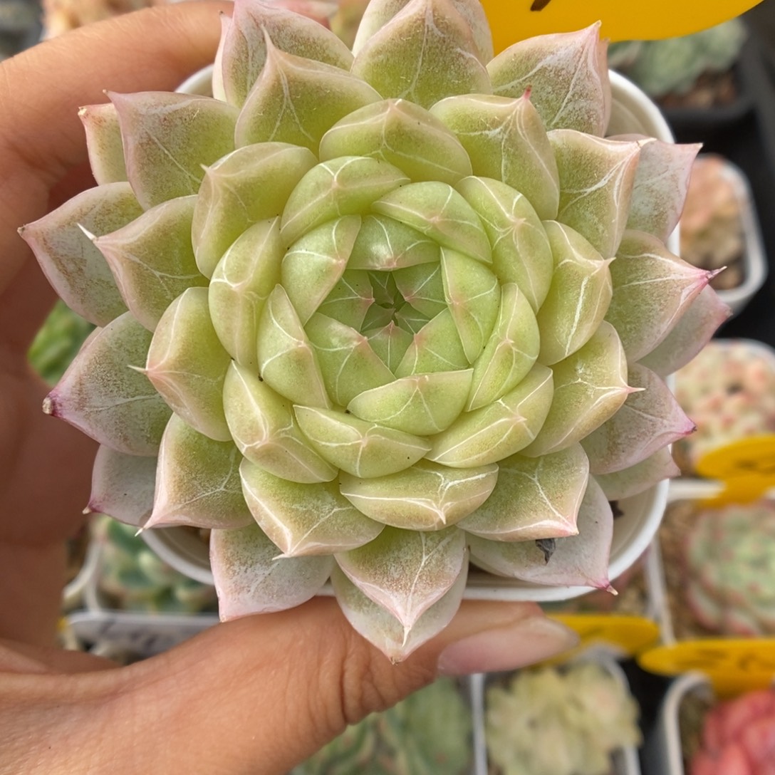 叠叶暗纹麦秆934号