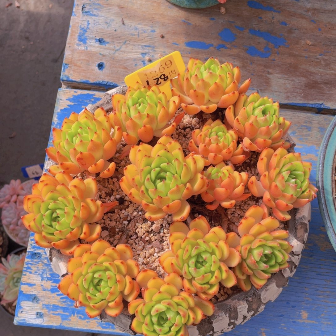 油画4269多肉植物