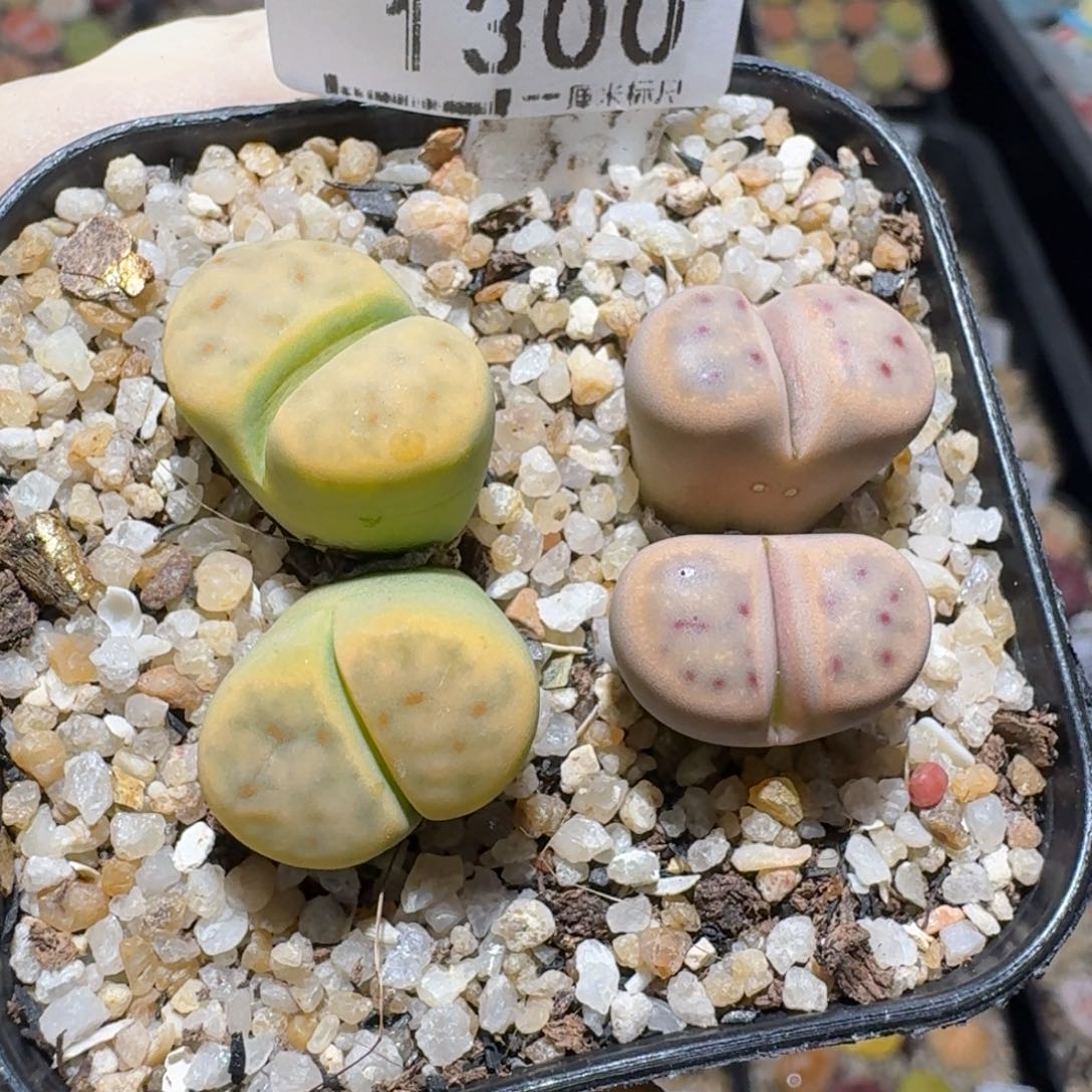 高品质生石花清清1300