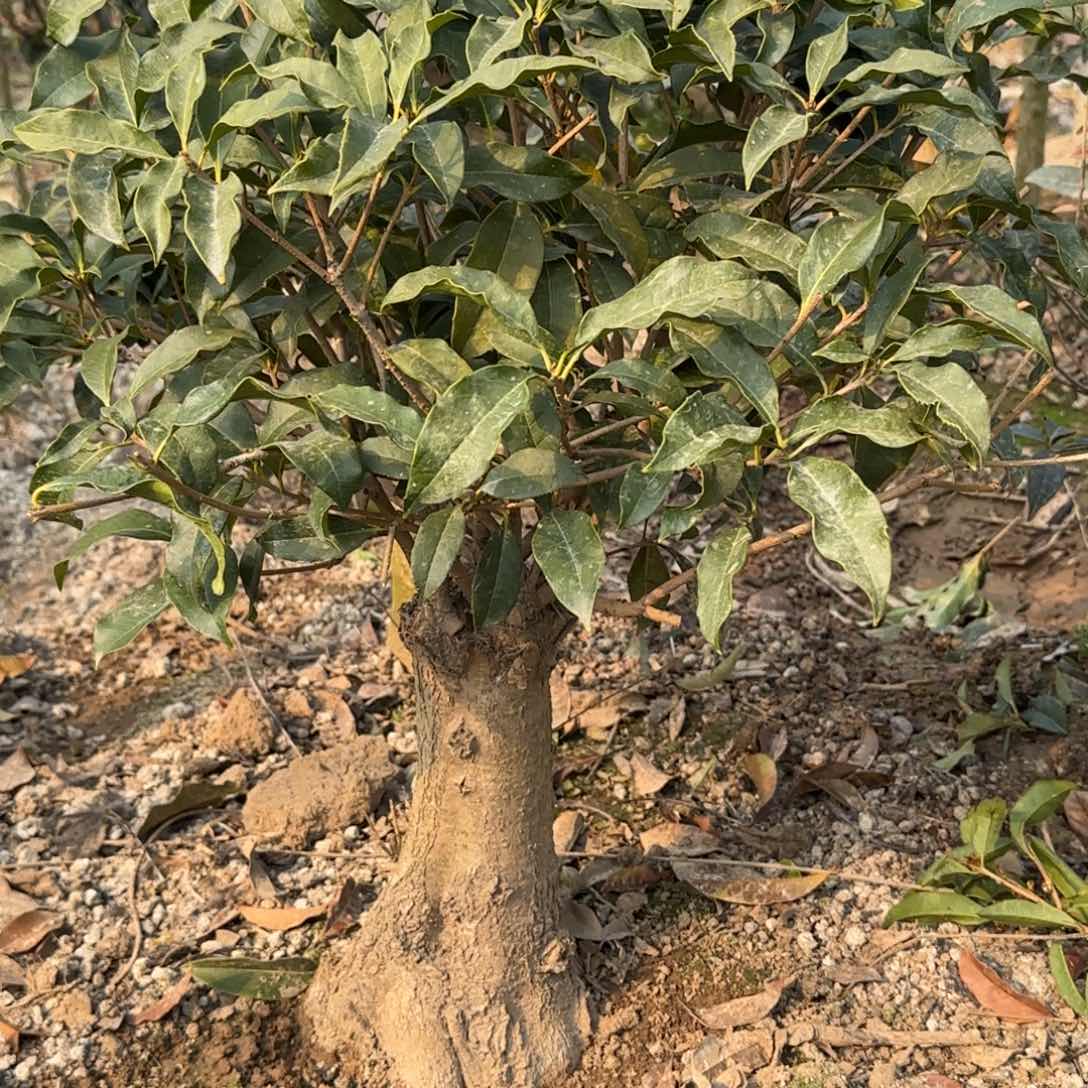 魅****毛桂花。 八月桂系列