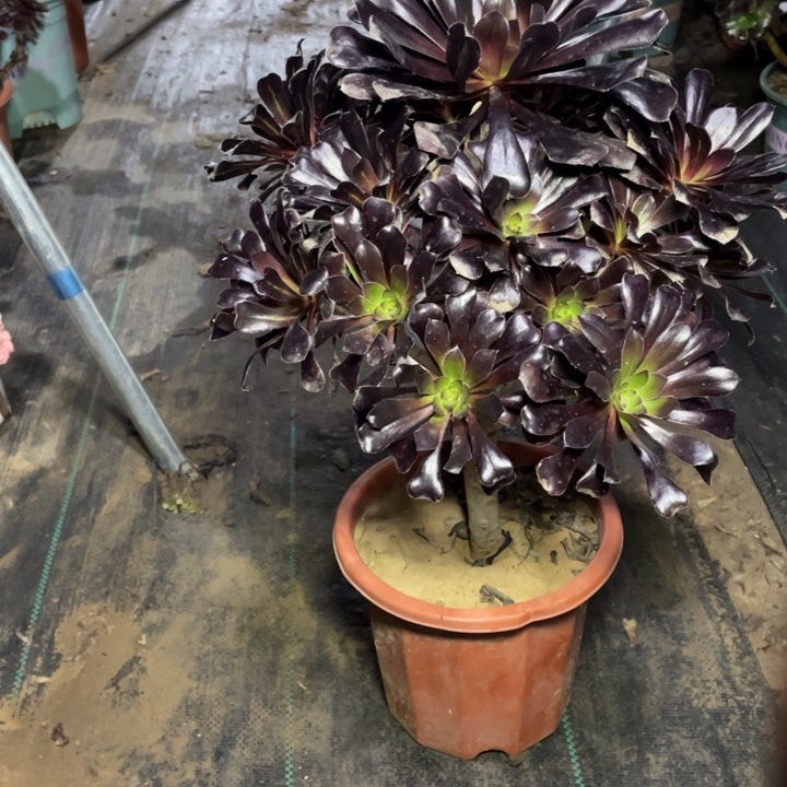 40墨法师多肉植物多肉植物