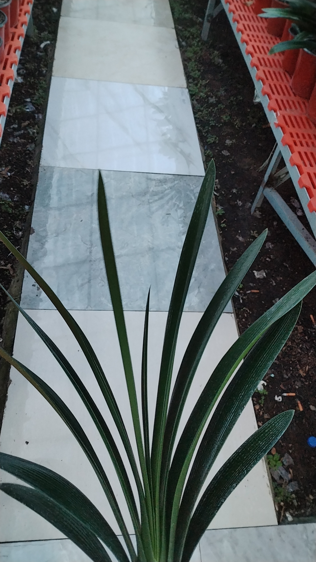 精品君子兰一物一拍以直播间为准