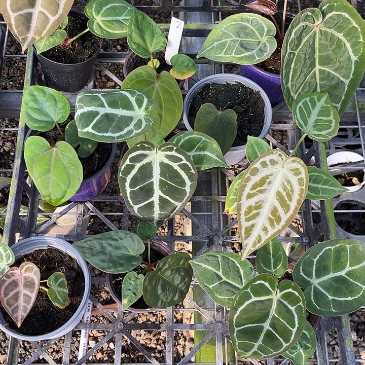 完全开放杂交10颗脱土发，不包叶损，一物一拍2号