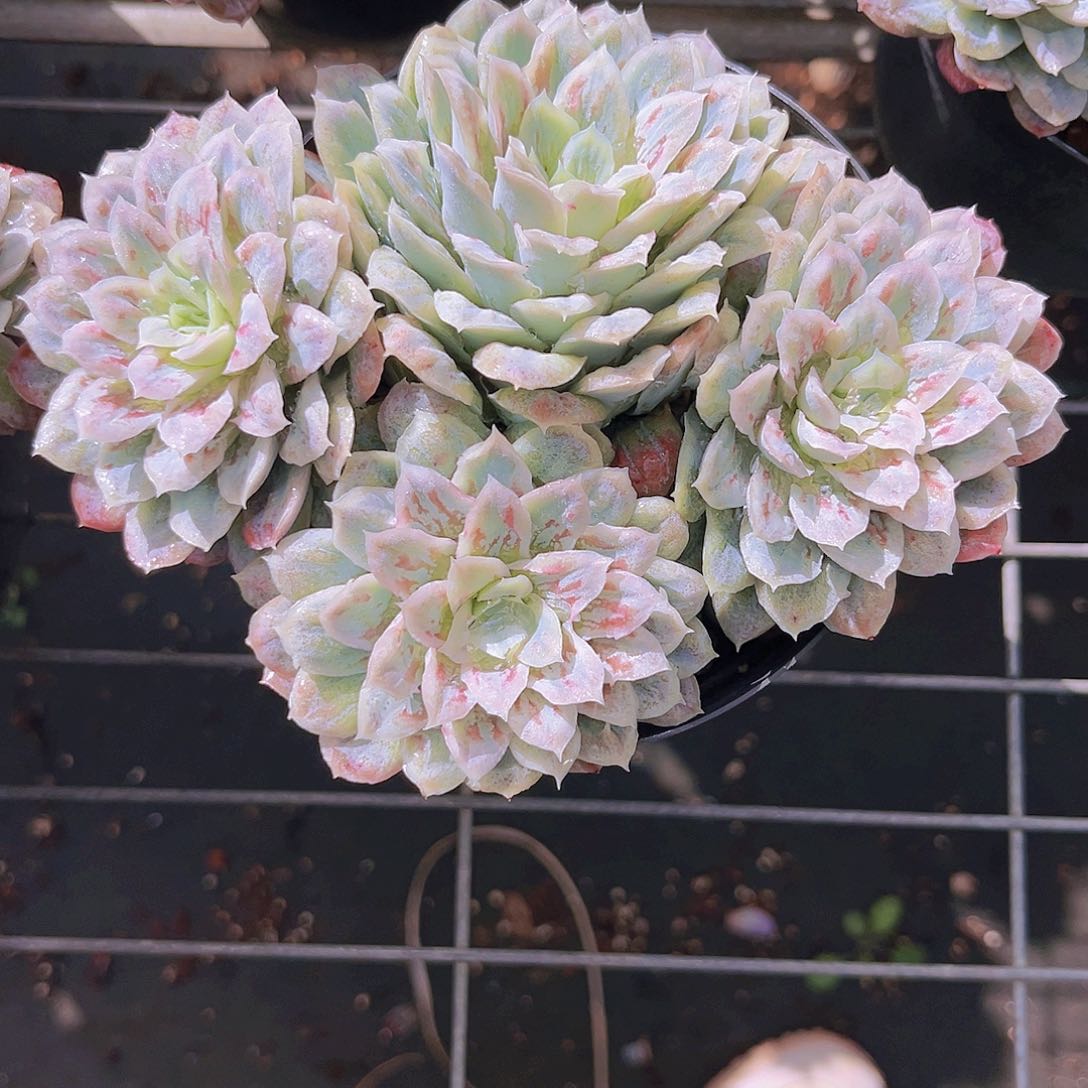 泡泡纱15公分099999999999