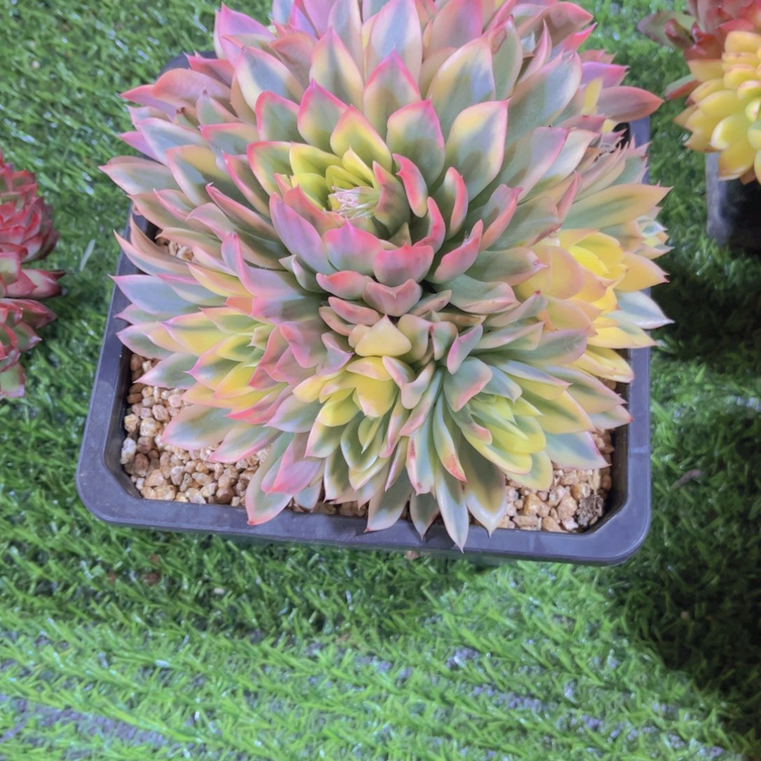 ₍***米多肉植物保护研究所所长