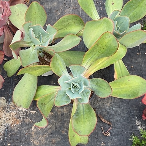 七***糕A 3 8号包菜系列3棵