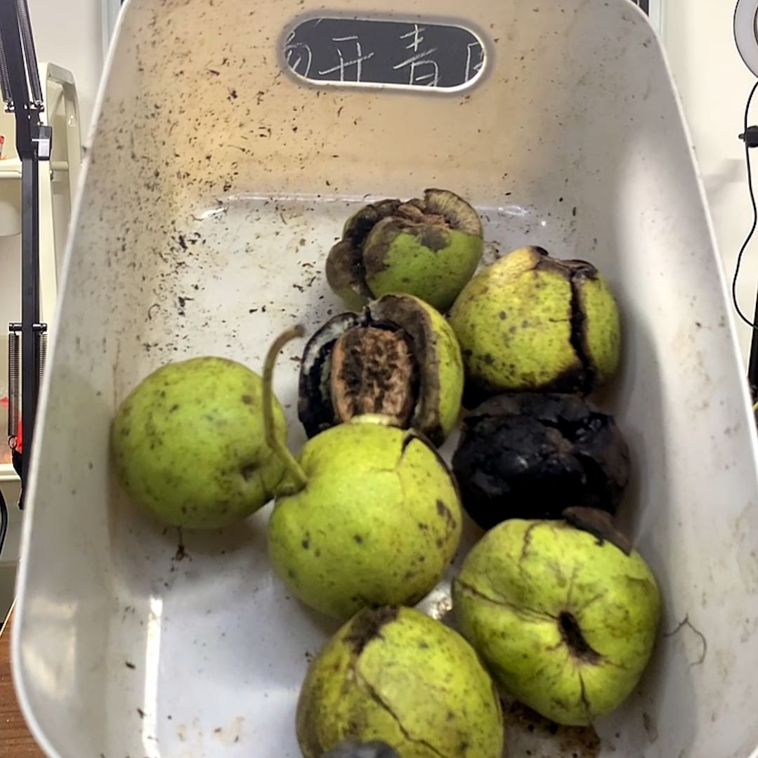 文玩核桃把件四座楼核桃青皮八个