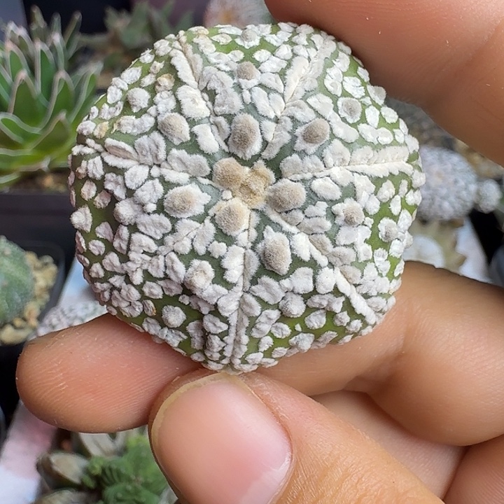 脱水特价兜兜多肉植物