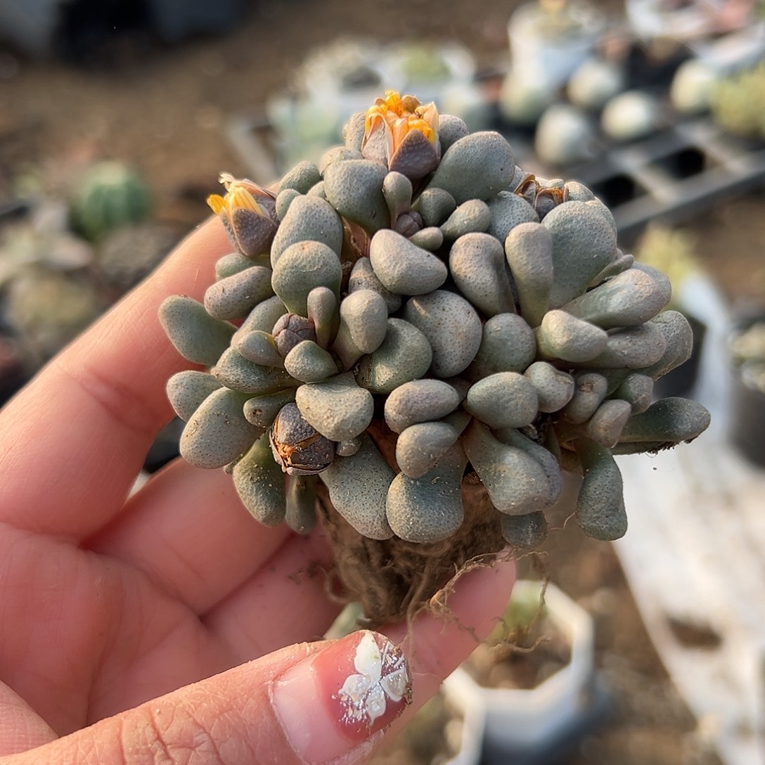 多肉植物唐扇开花