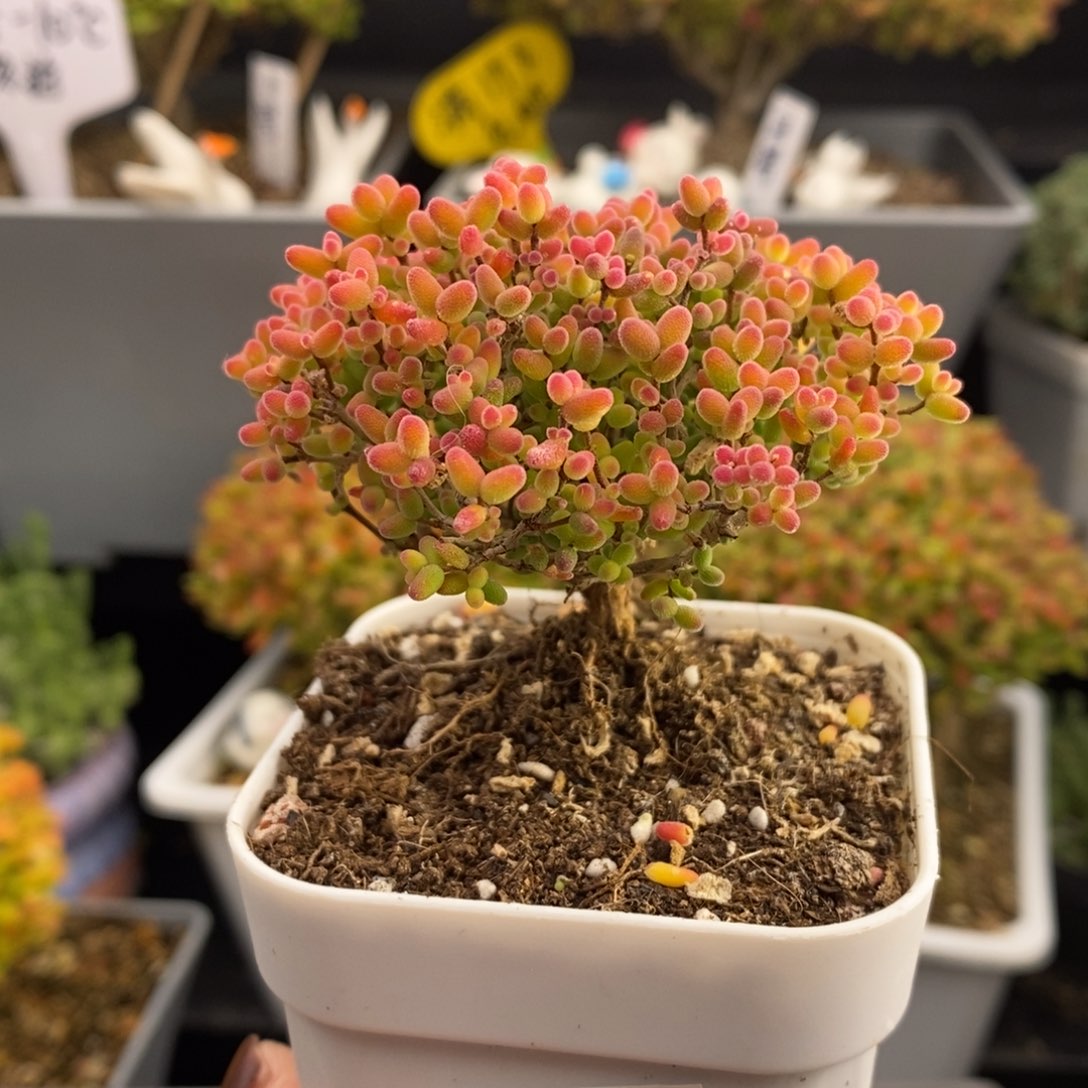 完全开放30号蜜橘糖球（6.5cm）