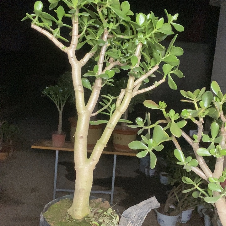 心***e青叶玉树一物一拍