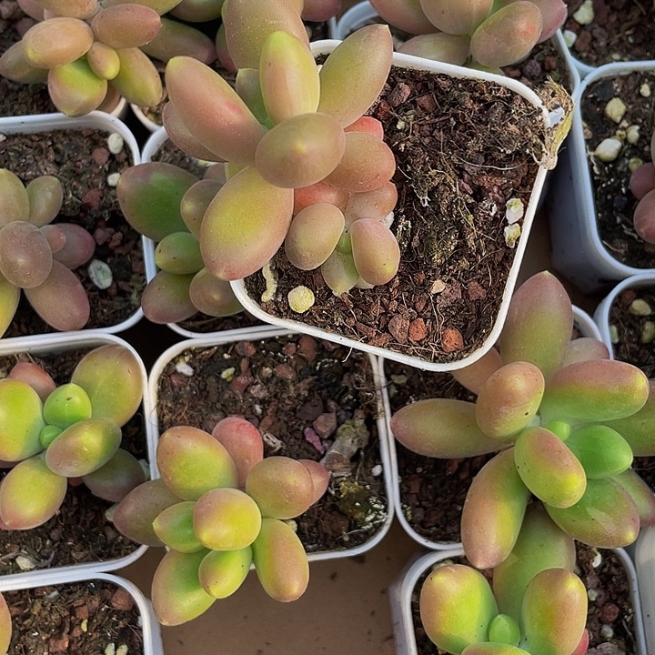 双头芒果奶带盆土发