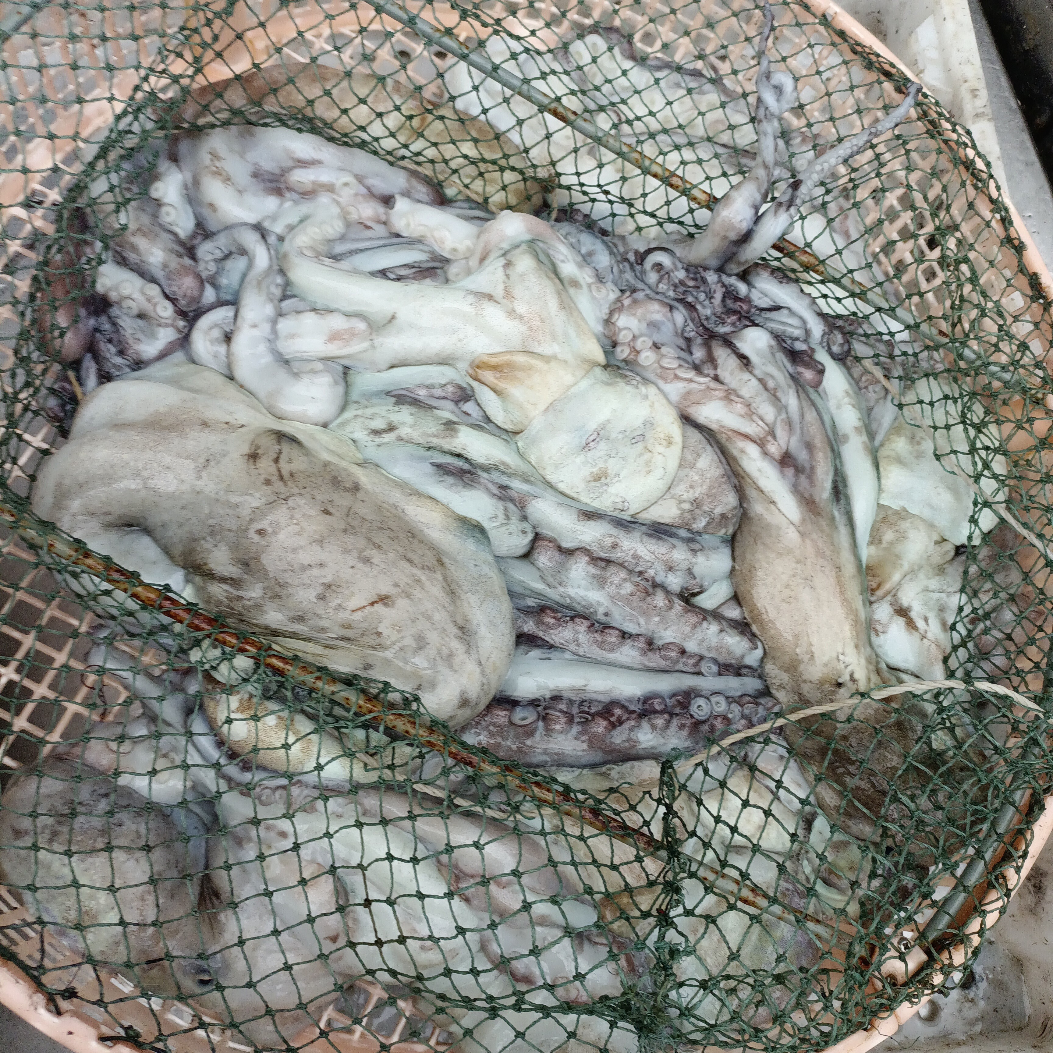 鲜活章鱼八爪鱼（缺重退差价）