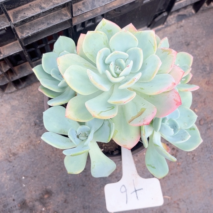 晨语多肉，一物一拍6