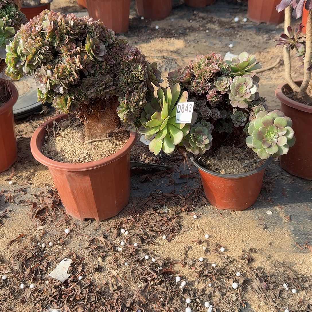 843万缀朵朵共2颗呀呀