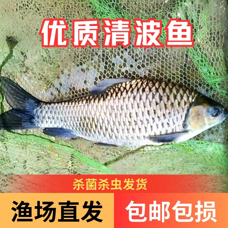【活体】清波鱼青板鱼乌鳞鱼4-观赏鱼淡水鱼冷水鱼好物鲈鱼青竹