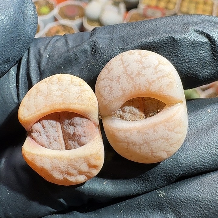 生石花11111111。   227