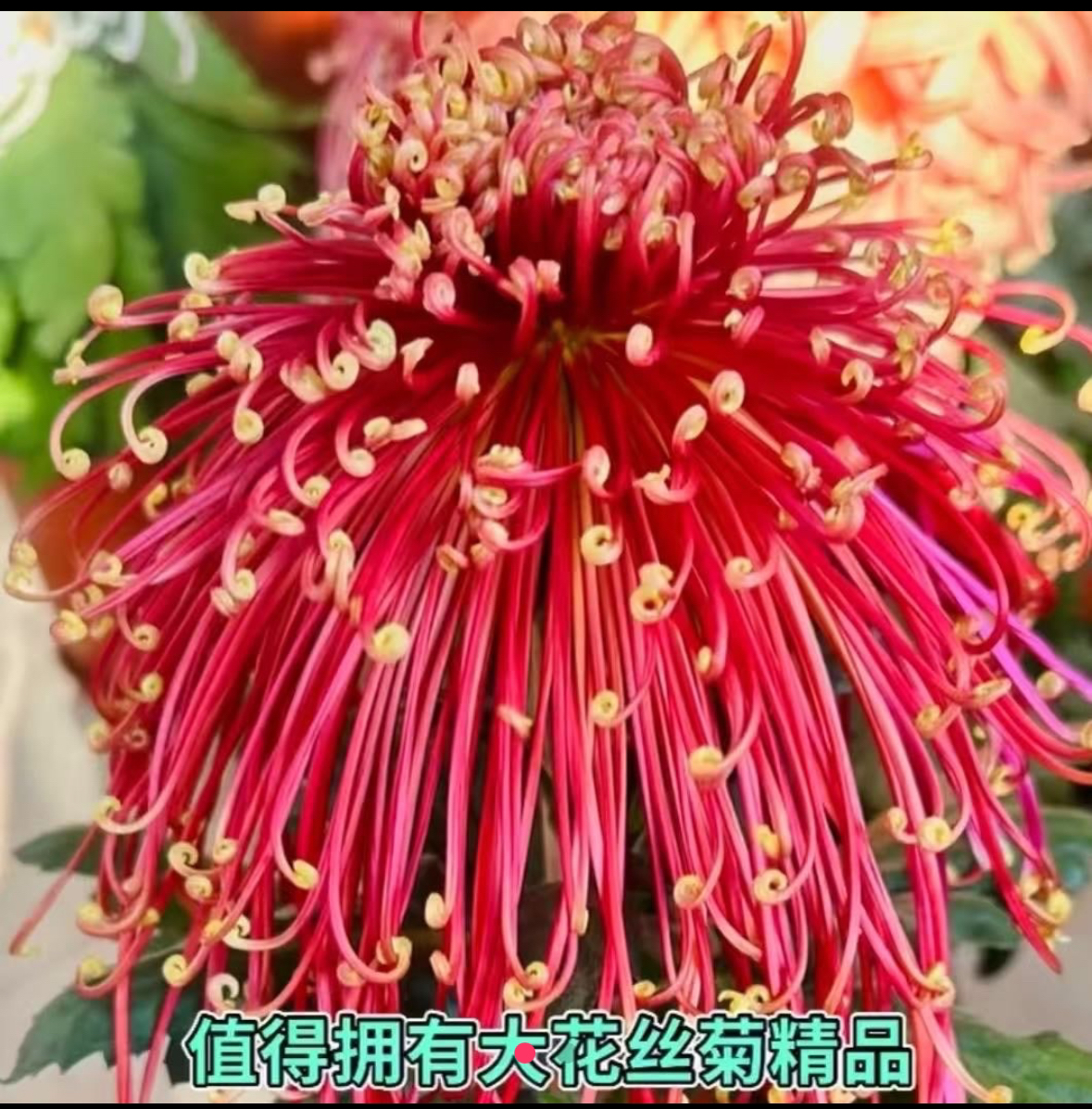 九月大花菊《开龙茜宫》 （带花苞）菊花大苗 开花漂亮