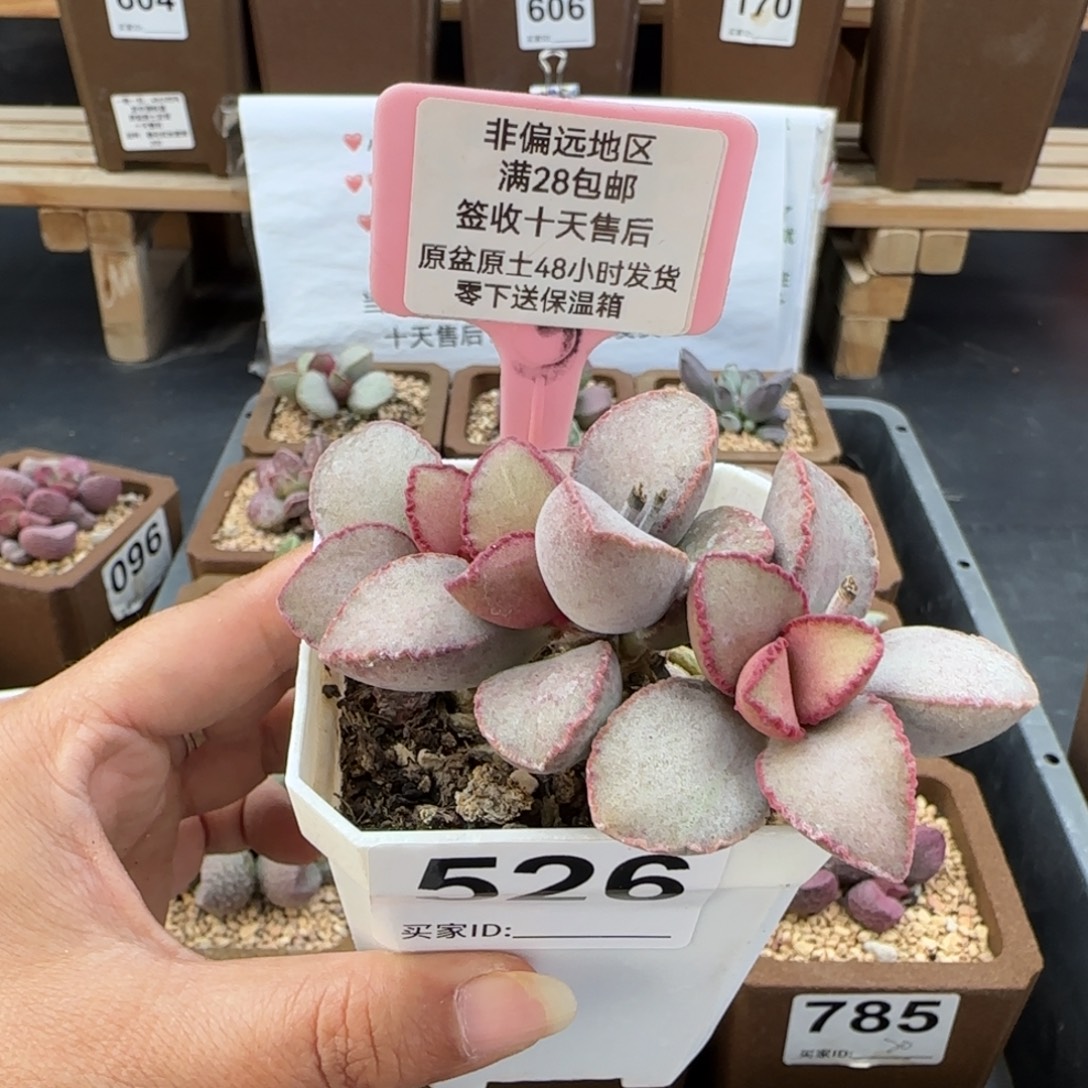526金牛座多肉植物