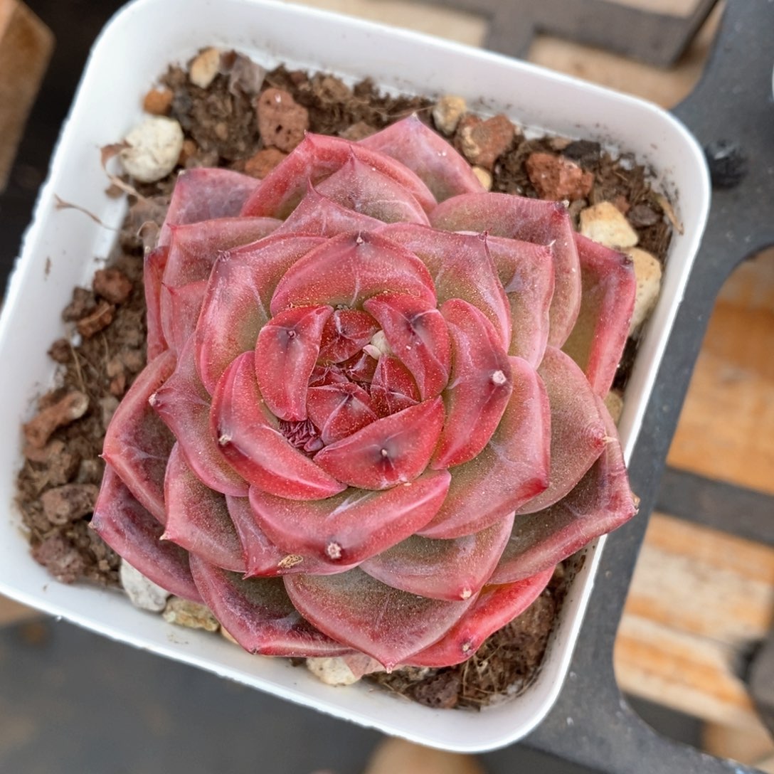 精品多肉一物一拍不包整181