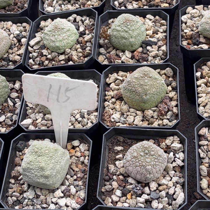 实生方凝蹄玉好养皮实