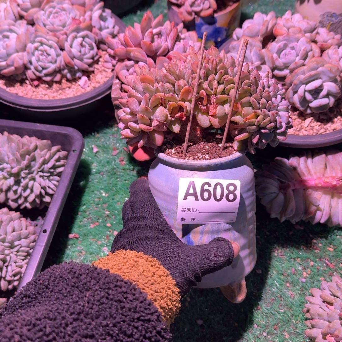 圆驻形腿呀呀呀呀呀多肉