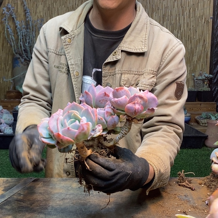 小***飞237 号白凤多肉植物