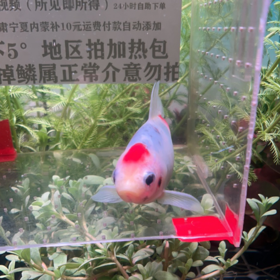 18号11-12公分蜜蜡头单顶奶花短尾草金鱼（公鱼）