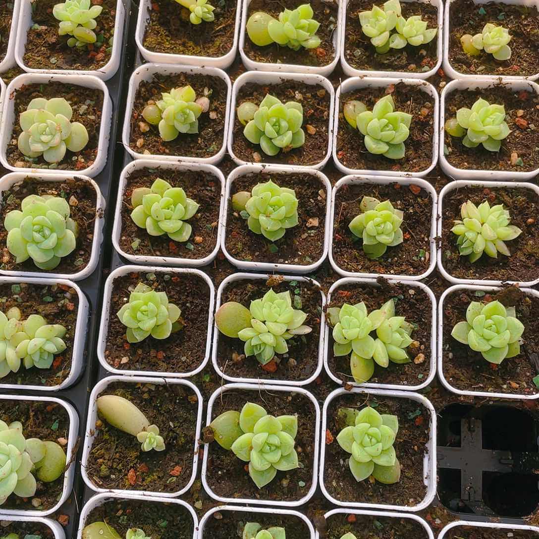 七喜中盆一个满25包邮