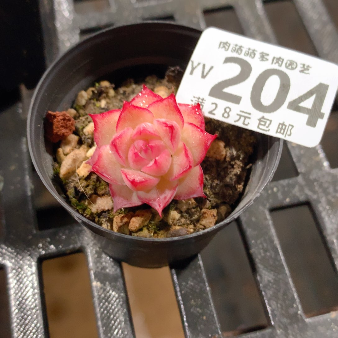 肉萌萌拇指盆精控多肉YV204